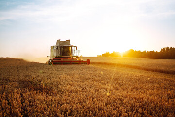 Modern industrial combine harvester harvests wheat cereals on a summer day. Grain harvester.  Rich...