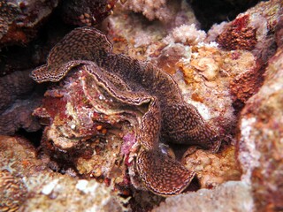 Red sea colorful giant clam shells