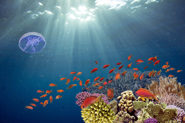 School of beautiful fish on soft and hard coral in shallow water of the Red Sea - 606999035