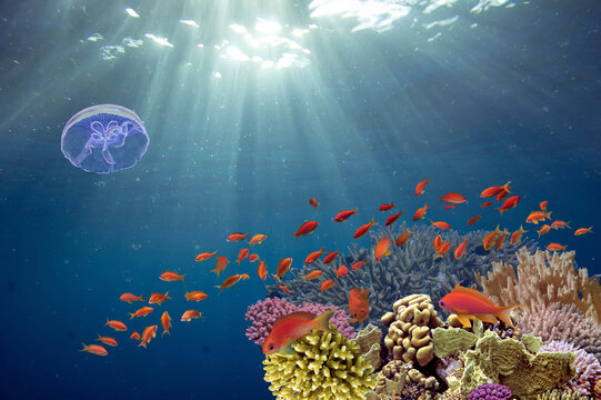 School of beautiful fish on soft and hard coral in shallow water of the Red Sea