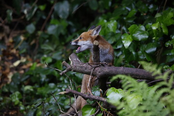 Naklejka premium Urban fox cubs exploring the garden
