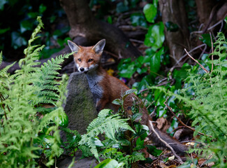 Urban fox cubs exploring the garden