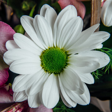 daisy flower