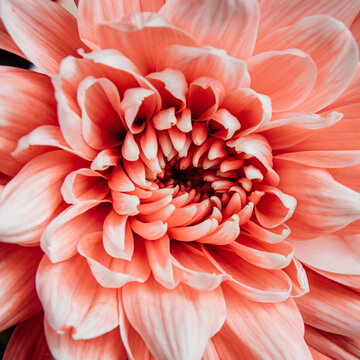 red dahlia flower