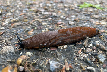 A close-up of a big, brown slug crossing the street