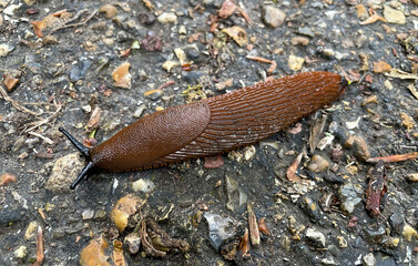 A big, brown slug is crossing the street