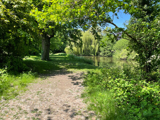 Lush greenery near a small lake