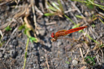 dragonfly on a leaf