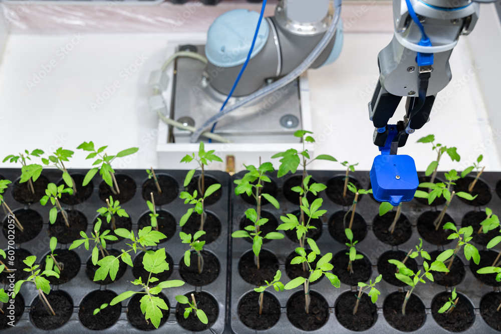 Aufkleber A robot in a greenhouse evaluates the quality of tomato seedlings using a sensor. Smart farming concept