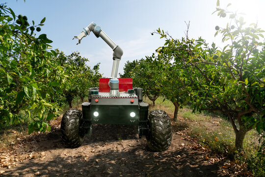 Autonomous robot harvester with robotic arm harvesting fruits on a smart farm. Concept