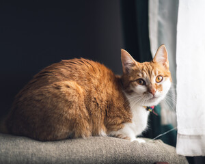 domestic cat with ginger fur sitting on the back of the sofa