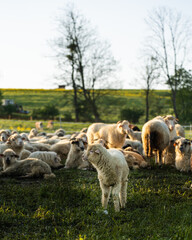 Sunlit Morning Herd: Sheep Flock in a Serene Sunrise