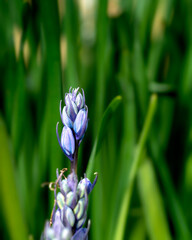 Blue Spanish bluebell flower on blurred background