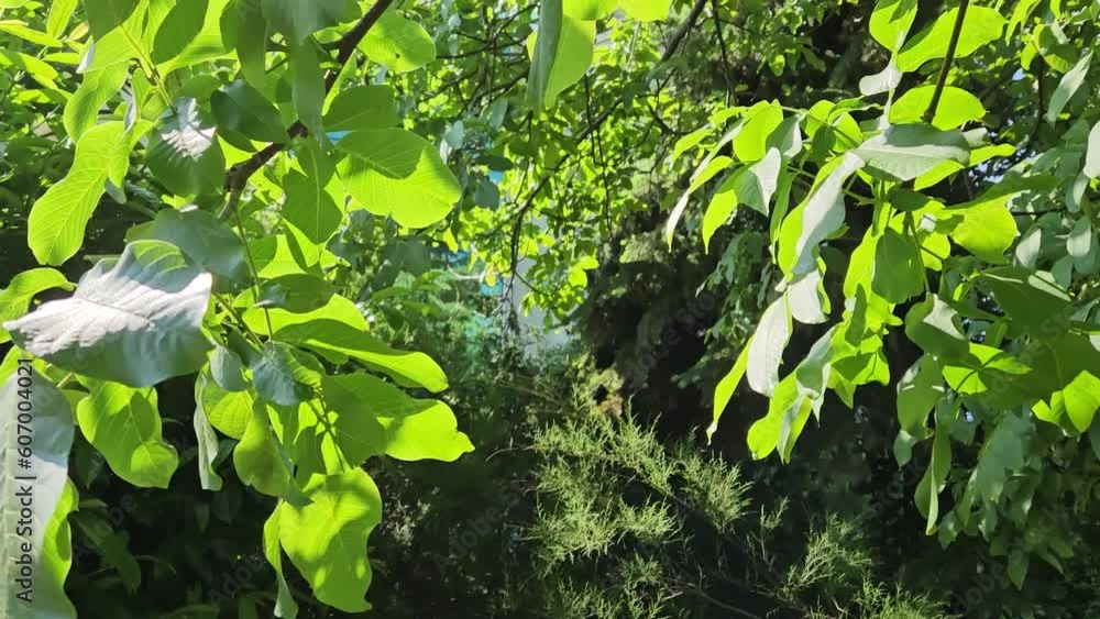 Wall mural sunlight penetrating through the branches of a walnut tree with lush green foliage moving from the w