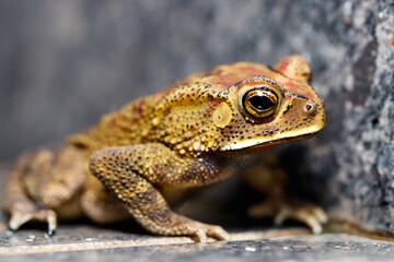 frog climbing the staris