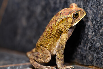 frog climbing the staris