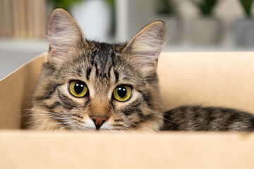 A curious cat sits and peeks out of a cardboard box