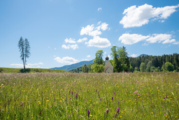 meadow with wild marsh orchids, peninsula Zwergern, at the lakeside of Walchensee, bavaria