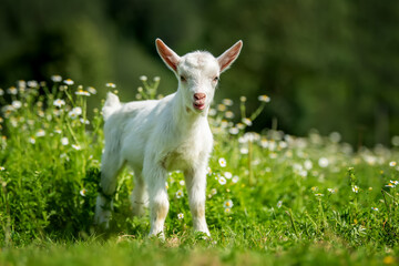 Naklejka na ściany i meble White baby goat standing on grass with flowers