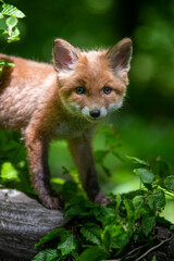 Red fox, vulpes vulpes, small young cub in forest . Wildlife scene from nature