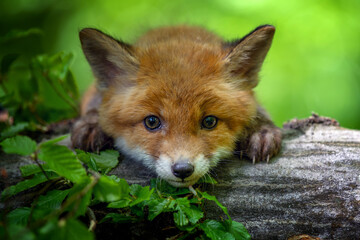 Red fox, vulpes vulpes, small young cub in forest . Wildlife scene from nature - 607006632