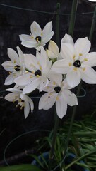 flowers in the garden
