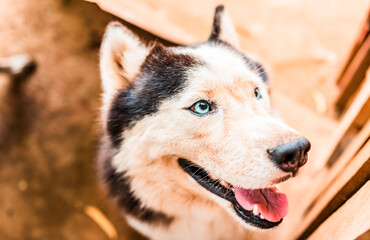 Face of a beautiful husky dog. Close up of cute husky dog ​​looking at the camera