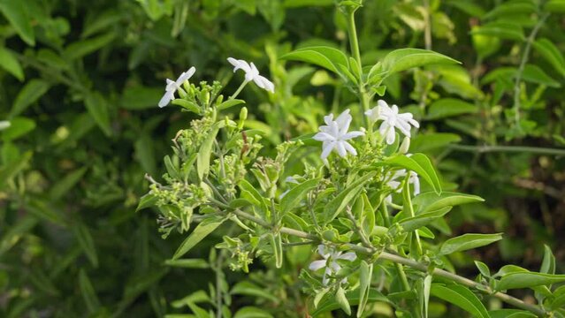 A closeup of a bunch of jasmine flowers blooming on a plant branch during spring