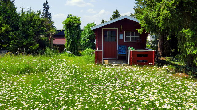 Margeritenwiese vor roter Schwedenhütte
