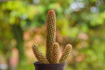 A yellow cactus in a pot with a blurred green background