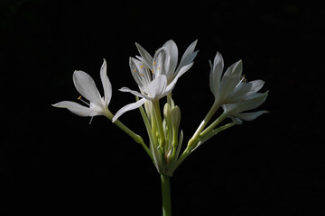 Closeup view of bright white flowers of proiphys amboinensis aka Cardwell lily or northern Christmas lily isolated outdoors on black background