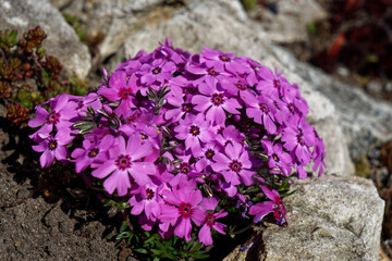 Fioletowe kwiaty w skalniaku.