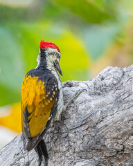 A Black Rumped Flameback woodpecker examining a tree trunk