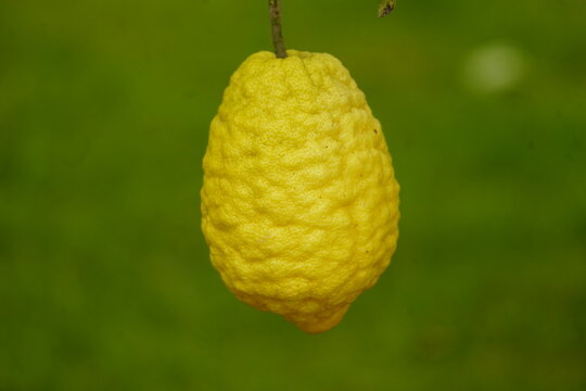 The citron (Citrus medica), historically cedrate, is a large fragrant citrus fruit with a thick rind. Rutaceae family.