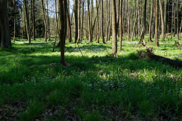 Zielony soczysty las 