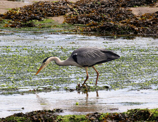 Birds - Grey Heron on a salt marsh