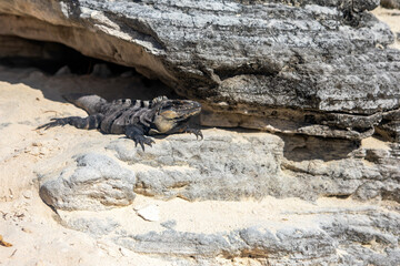 Beautiful iguana on a warm rock on a fine white and golden sand beach in the Caribbean. Tropical Caribbean beach under a radiant and warm sun. Tropical beach and iguana concept.