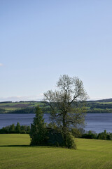 Ash tree and the mythical Gjøa Stone at Nordlia by Lake Mjøsa in spring.