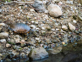 水に向かって歩くカメ