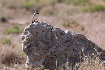 Horned lark on rock in the desert 