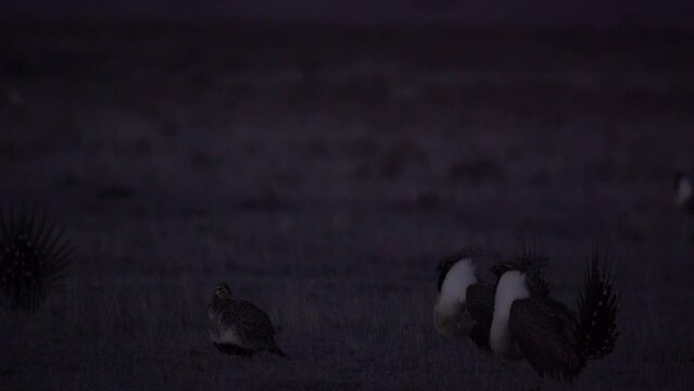Two male grouse display for female in predawn gloaming in Montana