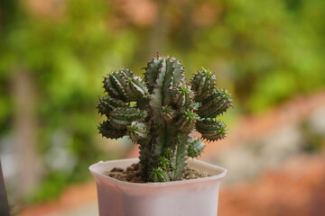Succulent plant with named euphorbia polygona snowflake