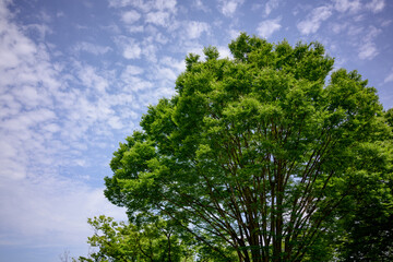 東京・皐月の晴れ晴れとした青空の公園を散歩