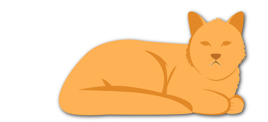 orange cat 