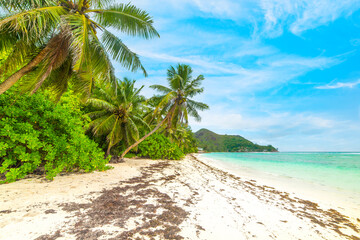 Fototapeta na wymiar Palm trees and white sand in Anse La Blague beach