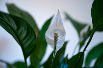 White Spathyphillum flower with leaves