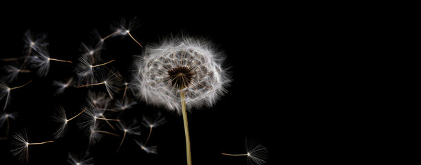 Dandelion scatters into white umbrellas, seeds on a black background. AI generated