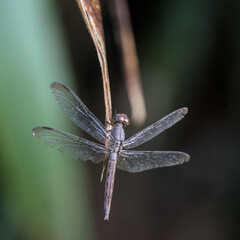 Close up of a dragonfly perched on the edge of a decaying leaf.