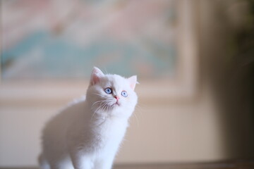 Award-winning British short hair cats and kittens