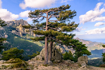 Pine Trees in front of the rocky spikes of red granite 